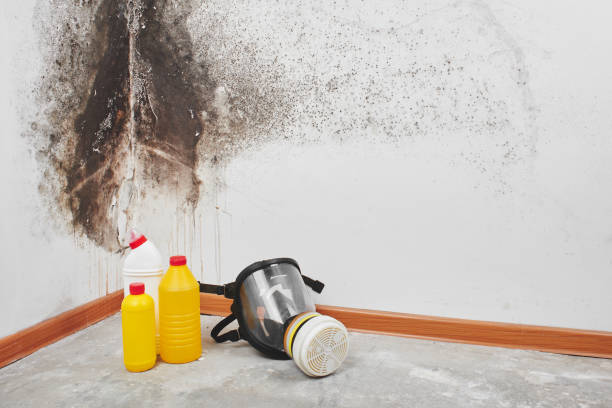 Best Fast Mold Removal  in Mchenry, IL