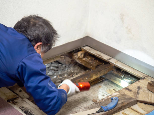 Best Mold Cleaning Services  in Mchenry, IL