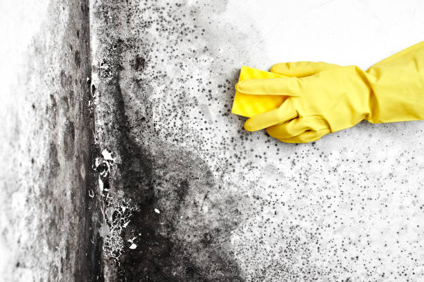 Best Professional Mold Removal  in Mchenry, IL