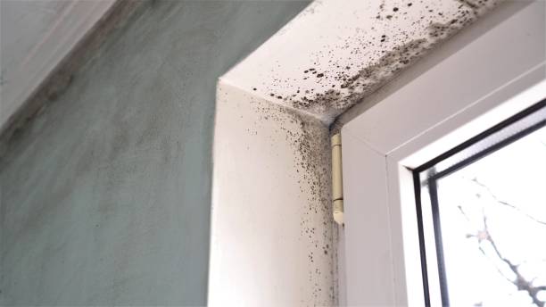 Certified Mold Removal in Mchenry, IL
