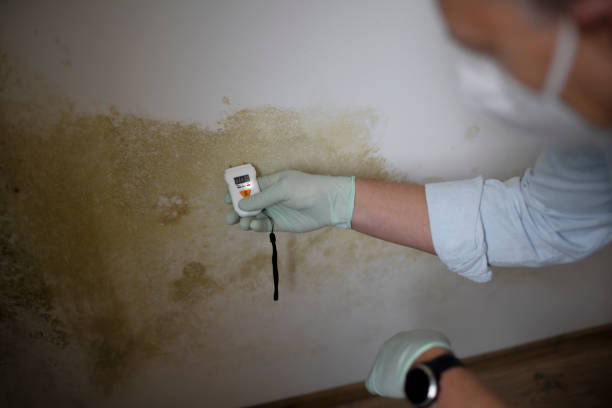 Best Office Mold Removal Services  in Mchenry, IL
