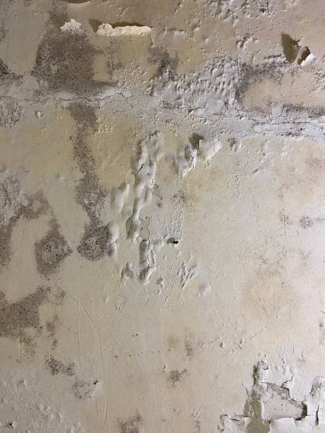 Best Mold Removal Near Me  in Mchenry, IL