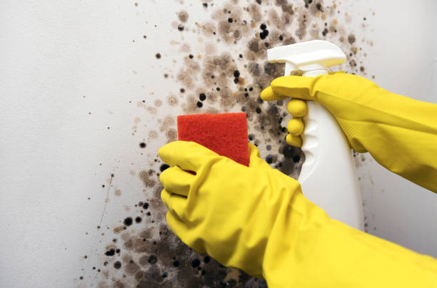 Best Mold Testing  in Mchenry, IL