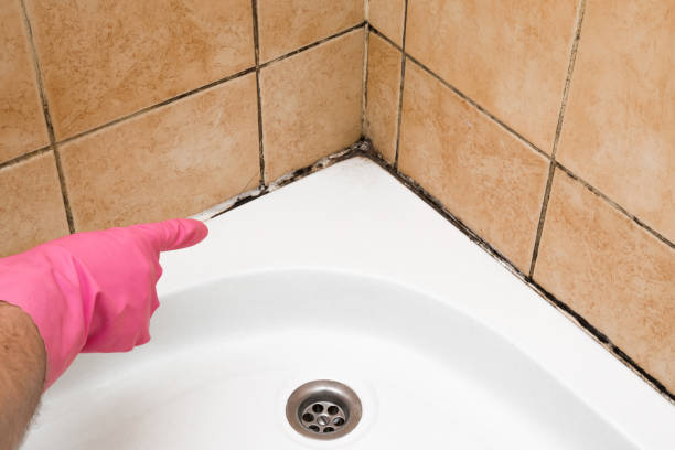 Best Local Mold Removal Service  in Mchenry, IL